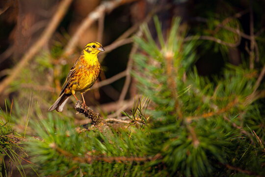 The yellowhammer (Emberiza citrinella) is a passerine bird.
