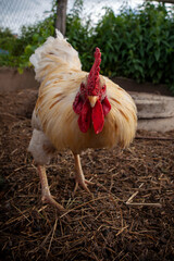 rooster is getting ready to peck the importunate photographer.