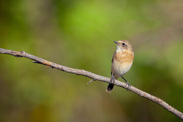 Fototapeta premium The whinchat (Saxicola rubetra) is a small migratory passerine bird