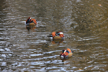 Mandarinente im Herbst