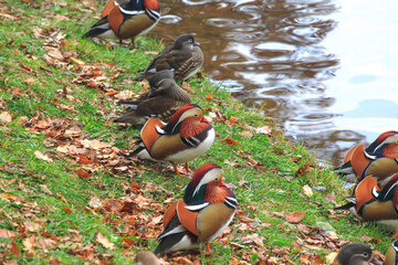 Mandarinente im Herbst