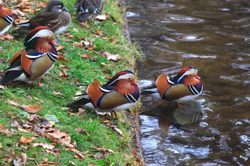 Mandarinente im Herbst