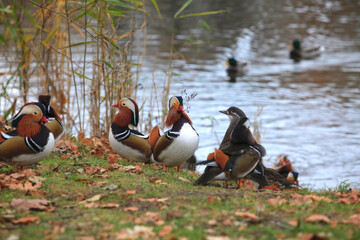 Mandarinente im Herbst
