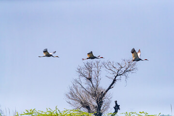 Three Sarus cranes flying over A TREE