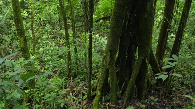 Tree in tropical forest with large roots which is typical for rainforest trees 
