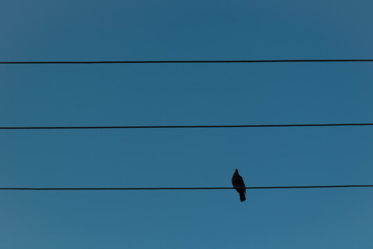 Ave en lineas electricas 