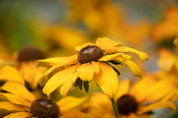 Closeup of flowers of Coneflower (Rudbeckia) in late summer in a garden