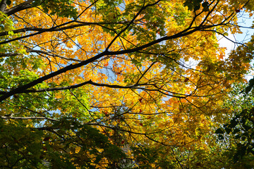 The sky with the tops of trees. View up from ground level. Beautiful nature. Mixed forest. Blue sky with sun and clouds. Russia, Europe.