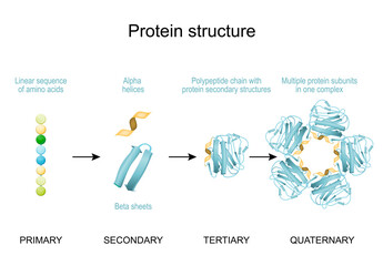 Protein structure. vector poster for infographics