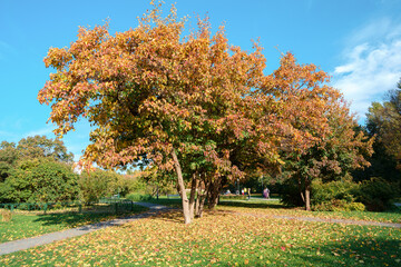 Naklejka premium Autumn tree on dry meadow over blue sky background