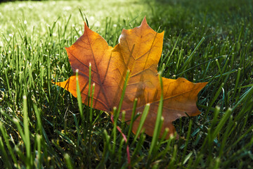 Single yellow leaf, standing in the grass. Ground level view.