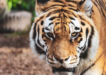 Fototapeta na wymiar Close-up Portrait Of A Tiger