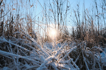 Snow covered the grass under the bright sun