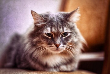 A gray fluffy cat lies on a chair on a lilac background