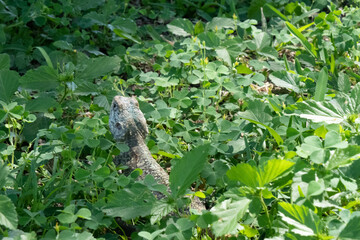 A tree agama hunting for insects between long green grass.  He has started to develop the bright blue head which means he is nearly ready to breed.  Location: Kruger National Park, South Africa