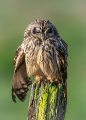 Short-eared owl (Asio flammeus) perched close up sleeping on wooden post
