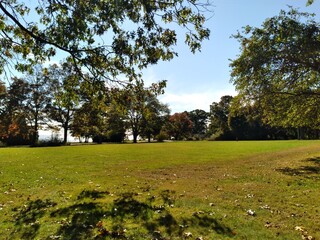 trees in the park