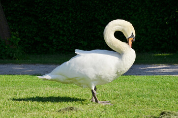 white swan, royal swan