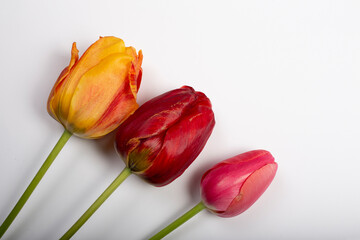 three tulip on white background