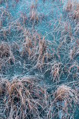 grass of a marshland frozen in ice