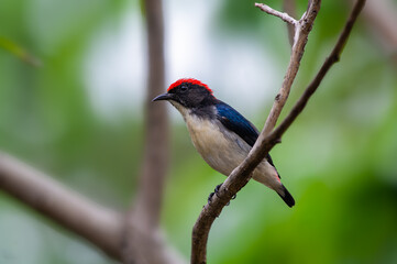 Scarlet-backed Flowerpecker or Dicaeum cruentatum, beautiful bird perching on branch with green background in Thailand.