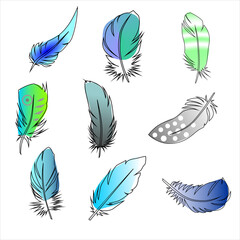 clipart in light colors, graphic set of vector drawings, feathers