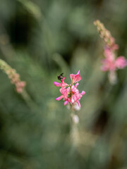 fleurs de printemps 