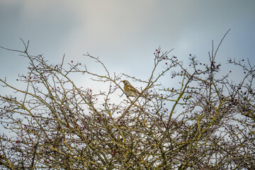 a fieldfare (Turdus pilaris) sits high amongst winter branches on Salisbury Plain chalklands, Wiltshire UK