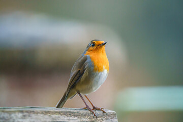 a robin redbreast (Erithacus rubecula) on a wooden bird feeder table