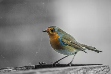 a robin redbreast (Erithacus rubecula) on a wooden bird feeder table
