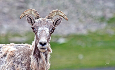 Close-up of a Rocky Mountain bighorn sheep on Mount Evans, Colorado