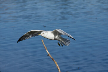 Fototapeta na wymiar A Seagull coming in for a Landing