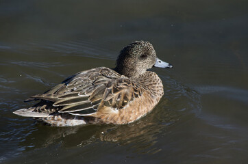 An American Wigeon in a Pond