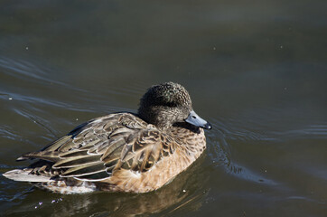 An American Wigeon in a Pond