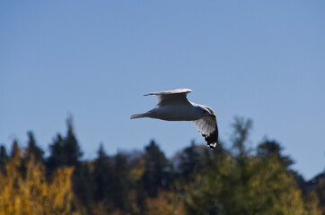 A Ring Billed Gull in Flight