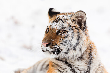 Siberian tiger Panthera tigris tigris has his whole head covered in snow