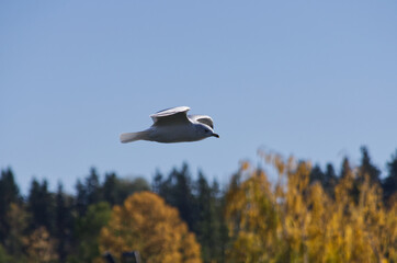 A Ring Billed Gull in Flight