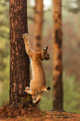 Obraz premium Eurasian lynx (Lynx lynx) a cute cub climbing a tree