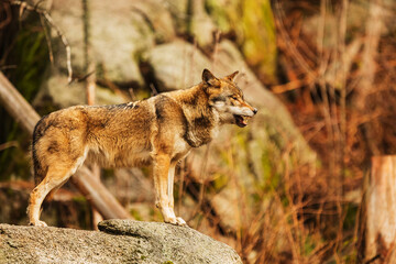 Eurasian wolf (Canis lupus lupus) standing on a big rock in the woods