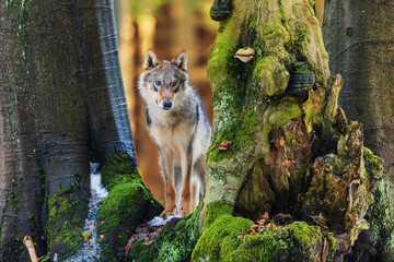 Eurasian wolf (Canis lupus lupus) peeking between two trees