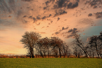 Fototapeta na wymiar Bäume beim Sonnenuntergang