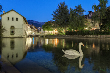 A swan wades in a canal of Annecy at sunset