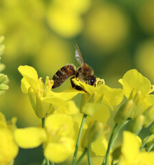 Westliche Honigbiene - 