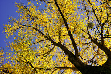 Detail of a beautiful autumn tree. Treetops with bright yellow leaves against a blue sky. Germany,...