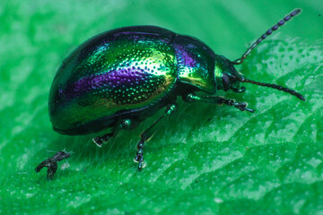 Green bug