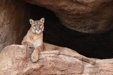 Fototapeten mountain lion in arizona © Christian