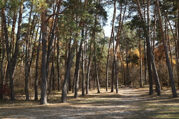 The foot path in the forest