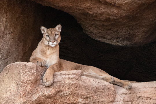 Mountain Lion In Arizona