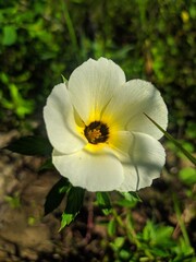 FLOR BRANCA E AMARELO