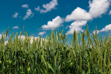  Agricultural field on which grow immature young cereals, wheat. Blue sky with clouds in the background